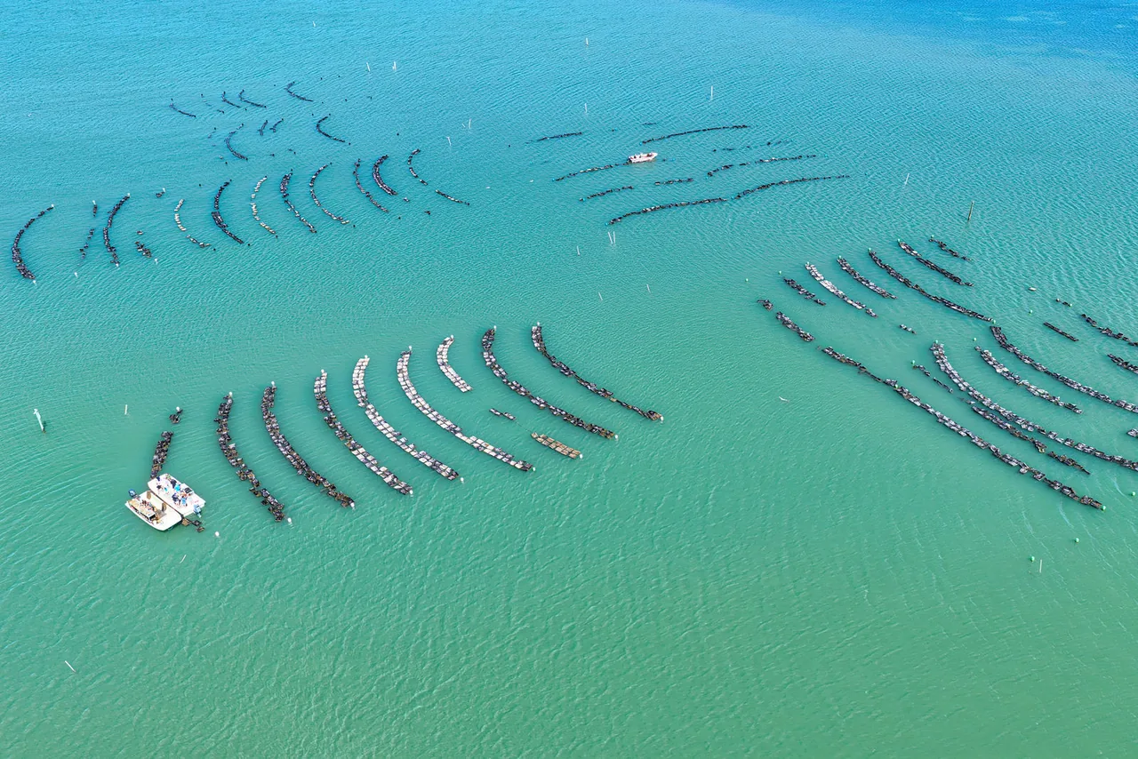 Aerial view of curved rows of oyster cages in Apalachicola Bay at Florida Oyster Farms