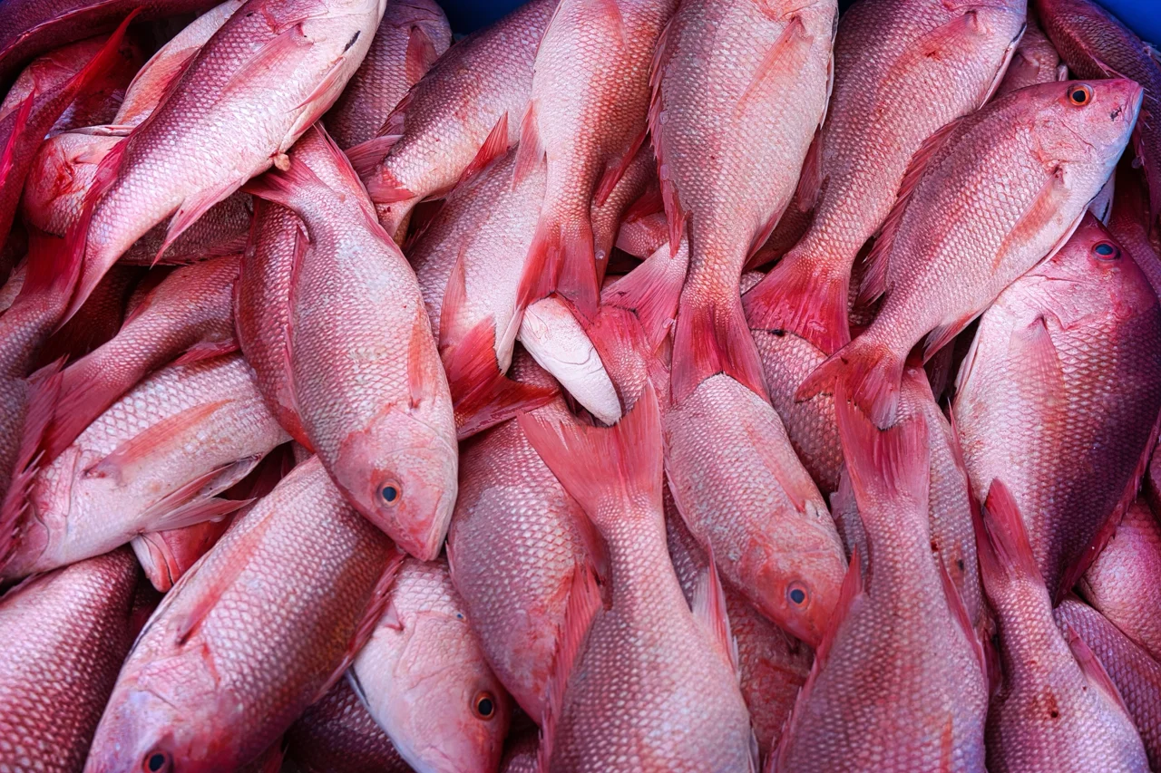 Fresh red fish packed together on ice