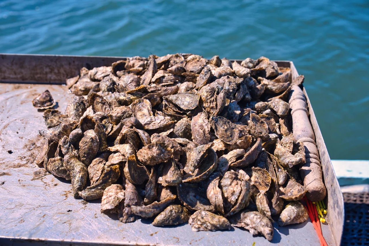 Freshly harvested oyster shells at the oyster farm